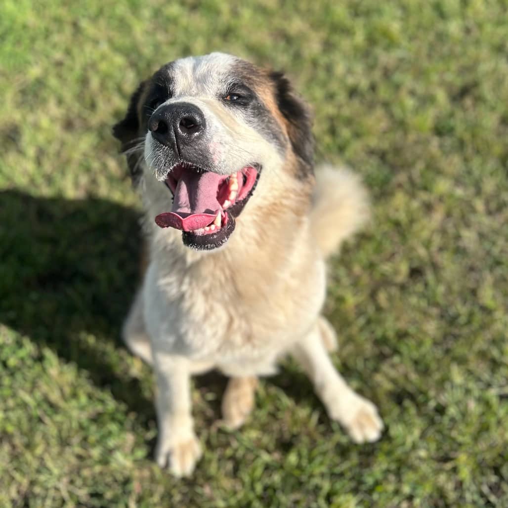 Harley - SAINT BERNARD/MIX available for adoption in Alberta