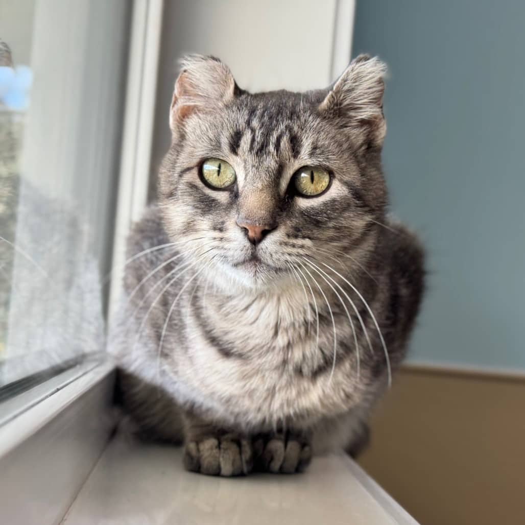 Eevee - Domestic Shorthair cat available for adoption at Prince Albert SPCA in Prince Albert