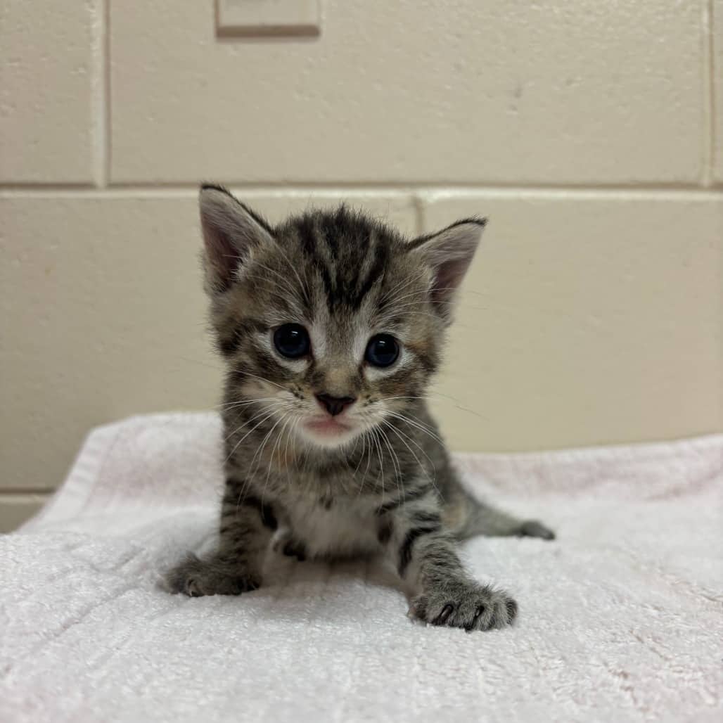 Pecan - Domestic Shorthair available for adoption