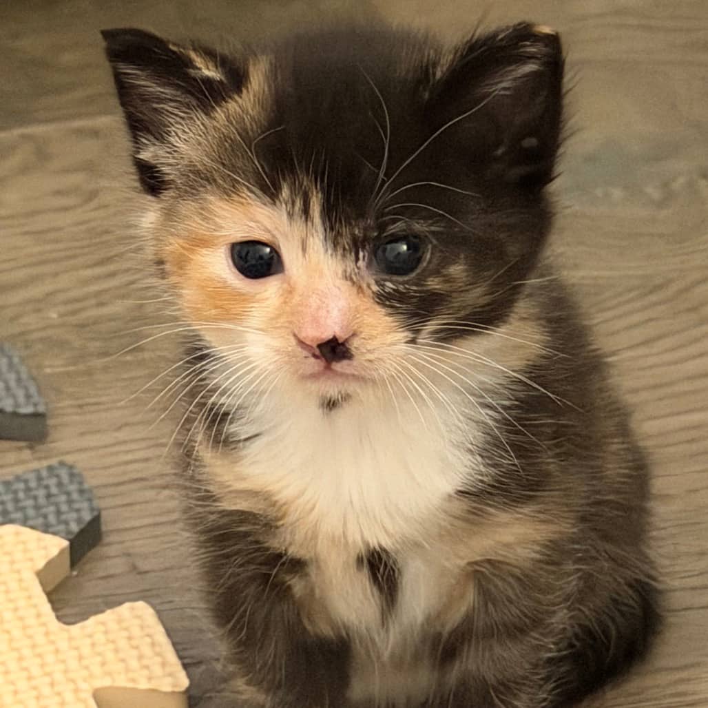 Gloria - Domestic Shorthair cat available for adoption at SCARS in Edmonton