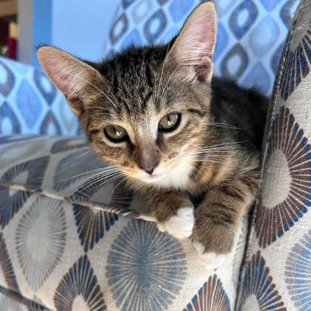 Pineapple - Domestic Shorthair cat available for adoption at Vancouver Orphan Kitten Rescue Association in Vancouver