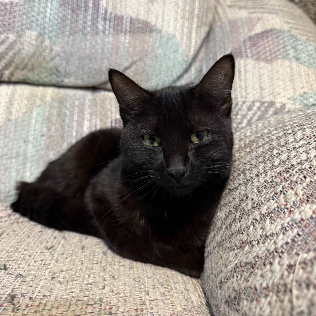 Gertrude - Domestic Shorthair cat available for adoption in Saskatchewan