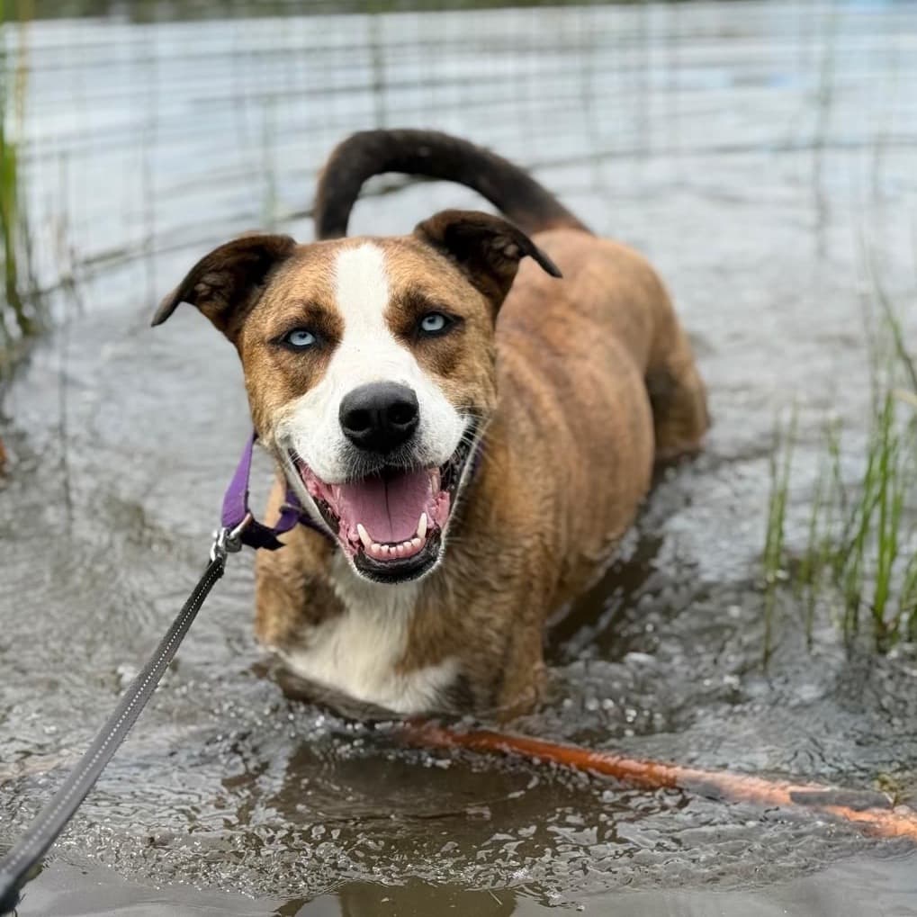 Zoey 2 - MIXED BREED available for adoption at SCARS in Calgary