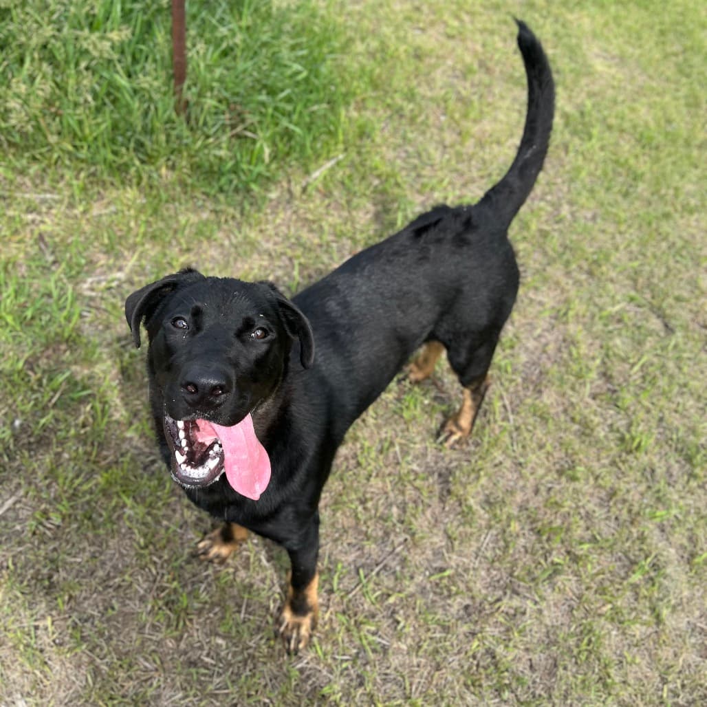 Titan - ROTTWEILER/MIX available for adoption