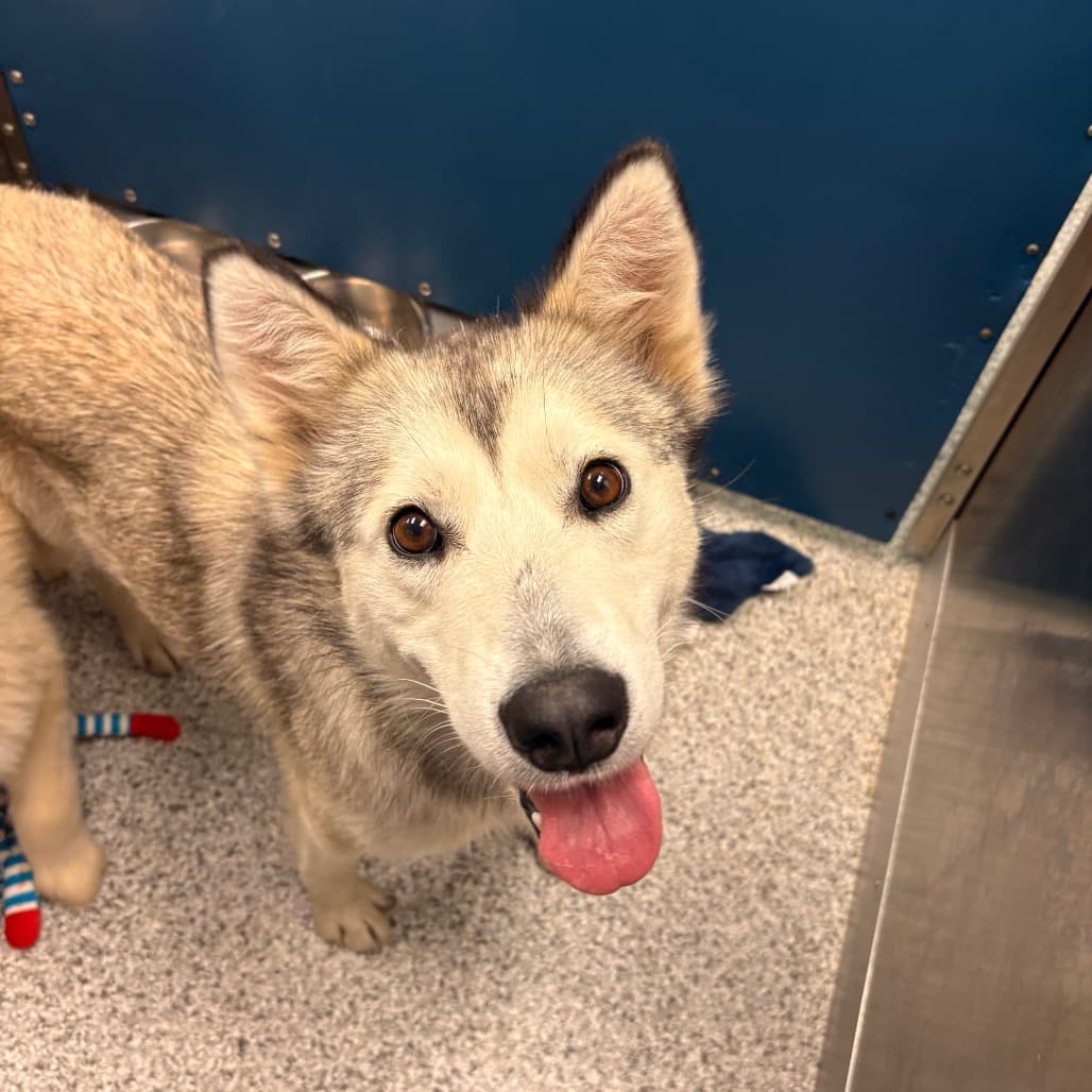 Tahiti - Husky / Mix available for adoption at Saskatoon SPCA in Saskatoon