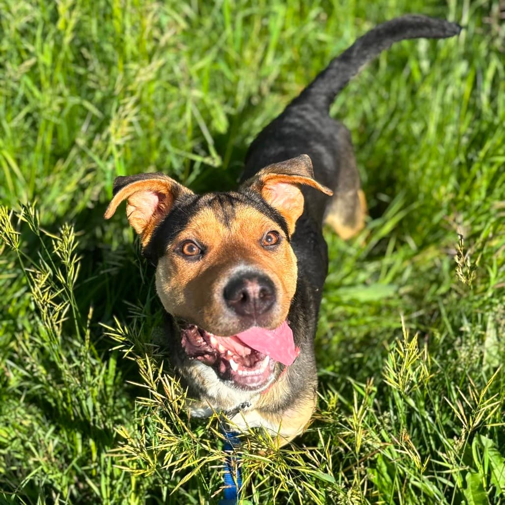 Mini Rig - SHEPHERD/MIX available for adoption