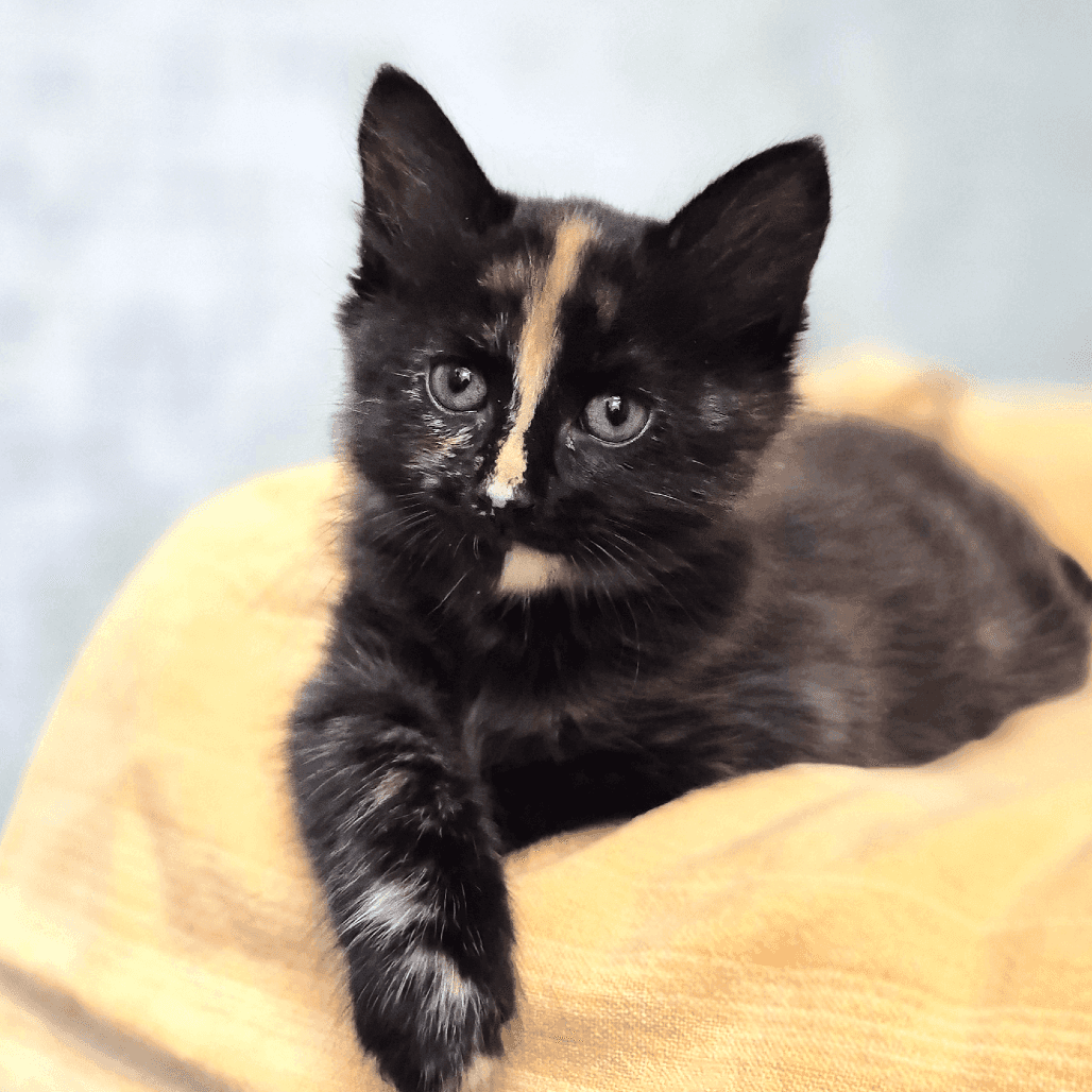 Waffle - Domestic Shorthair cat available for adoption at Vancouver Orphan Kitten Rescue Association in Vancouver