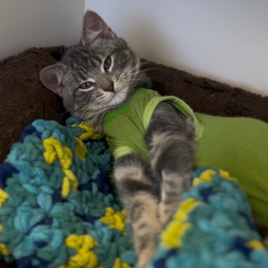 Beans - Domestic Shorthair cat available for adoption at Border Paws Animal Shelter in Lloydminster
