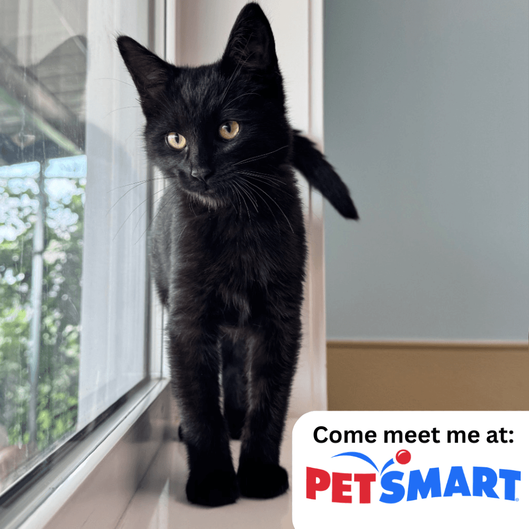 Fizz - Domestic Shorthair available for adoption
