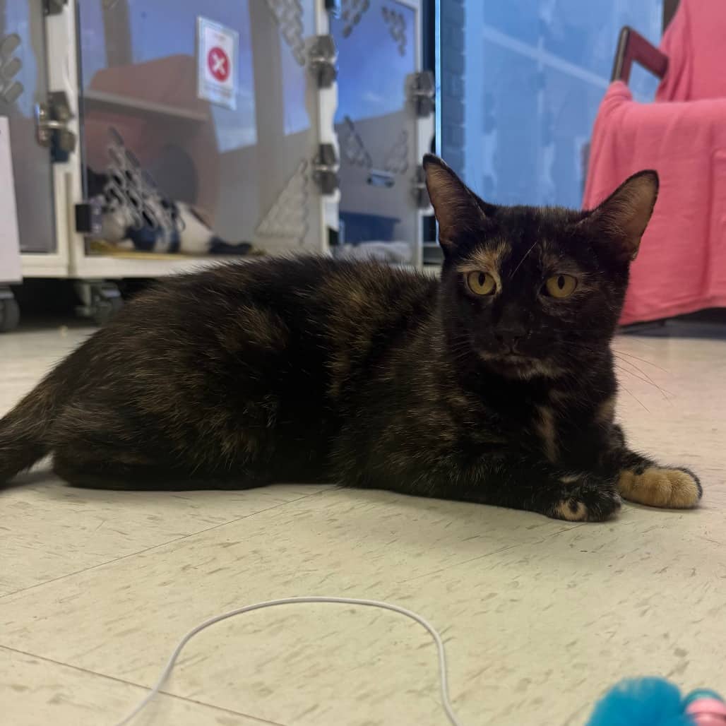 Pudding - Domestic Shorthair available for adoption