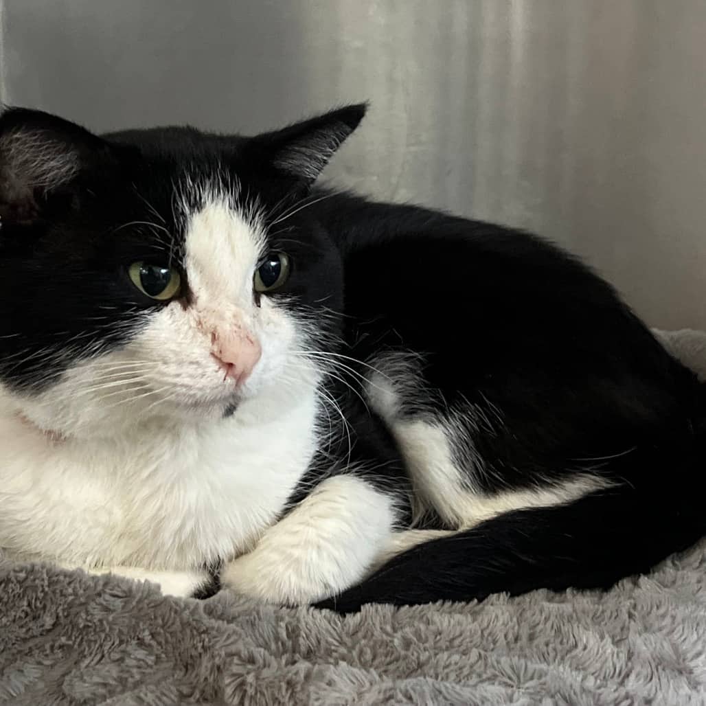 Brad - Domestic Shorthair cat available for adoption at SCARS in Edmonton