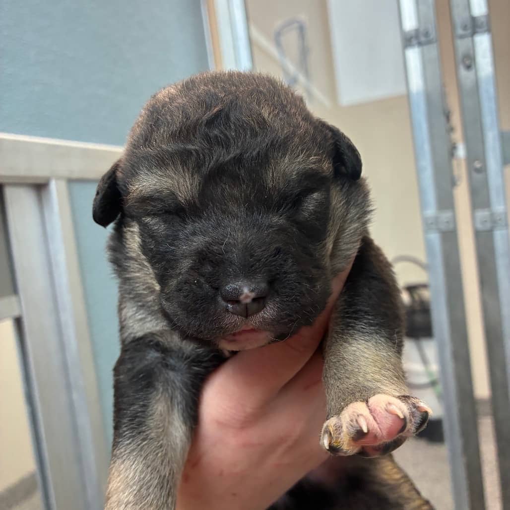 Angus - Shepherd available for adoption in Calgary
