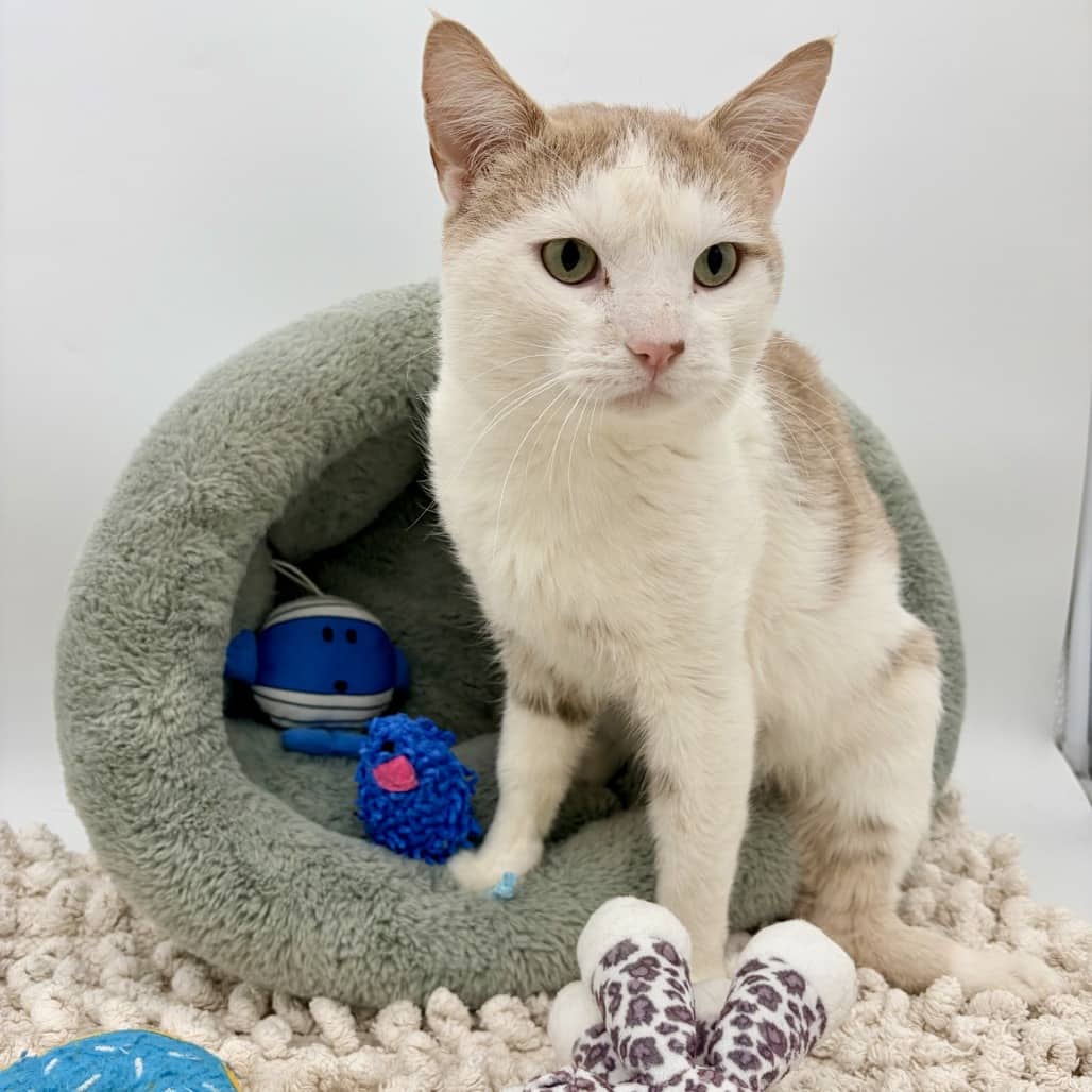 Oatmilk - Domestic Shorthair cat available for adoption at Moose Jaw Humane Society in Moose Jaw