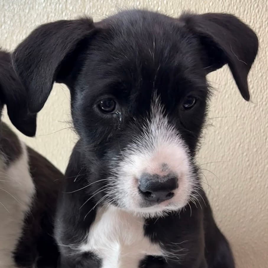 Thelma - Mixed Breed (Large) available for adoption