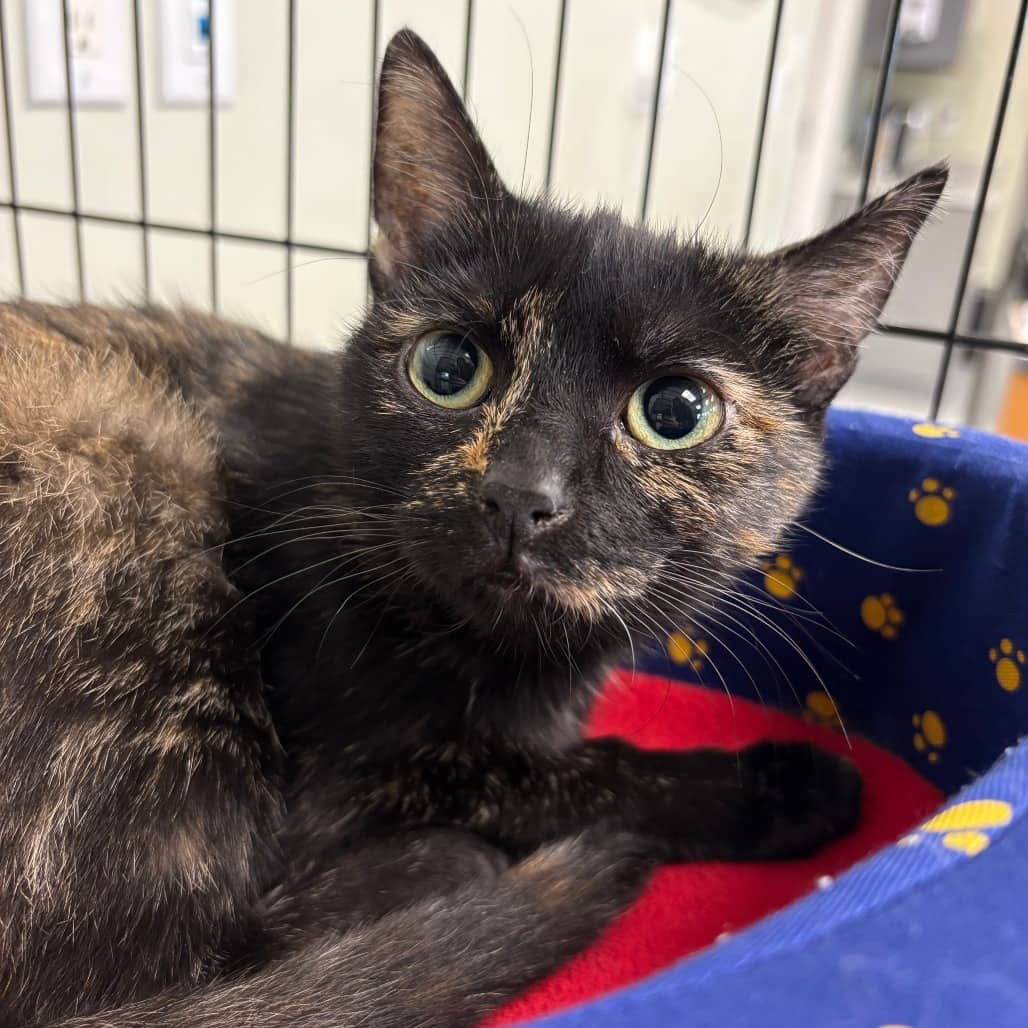 Astro - Domestic Shorthair available for adoption