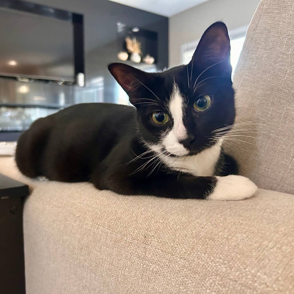 Marge - Domestic Shorthair cat available for adoption at SCARS in Edmonton (1 of 4)