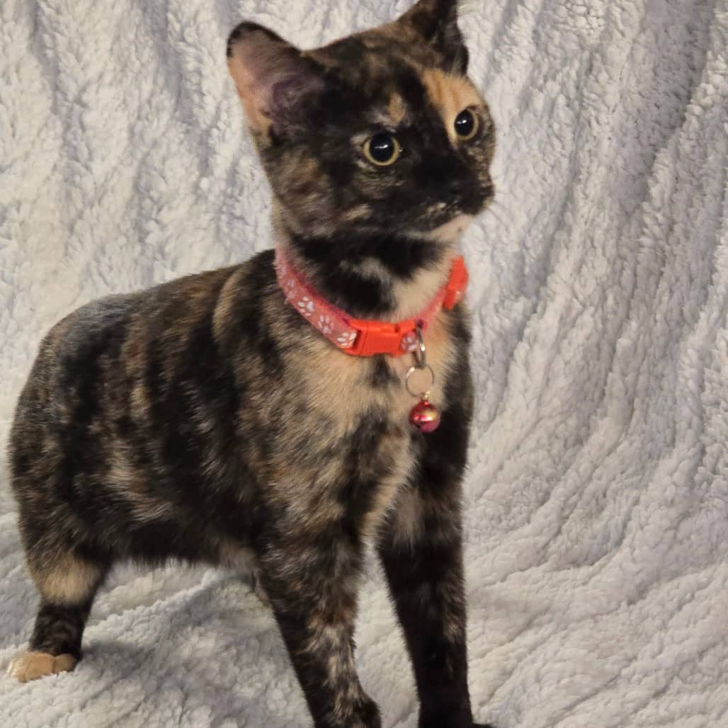 Sgaeyl - Domestic Shorthair cat available for adoption at SCARS in Edmonton (1 of 6)