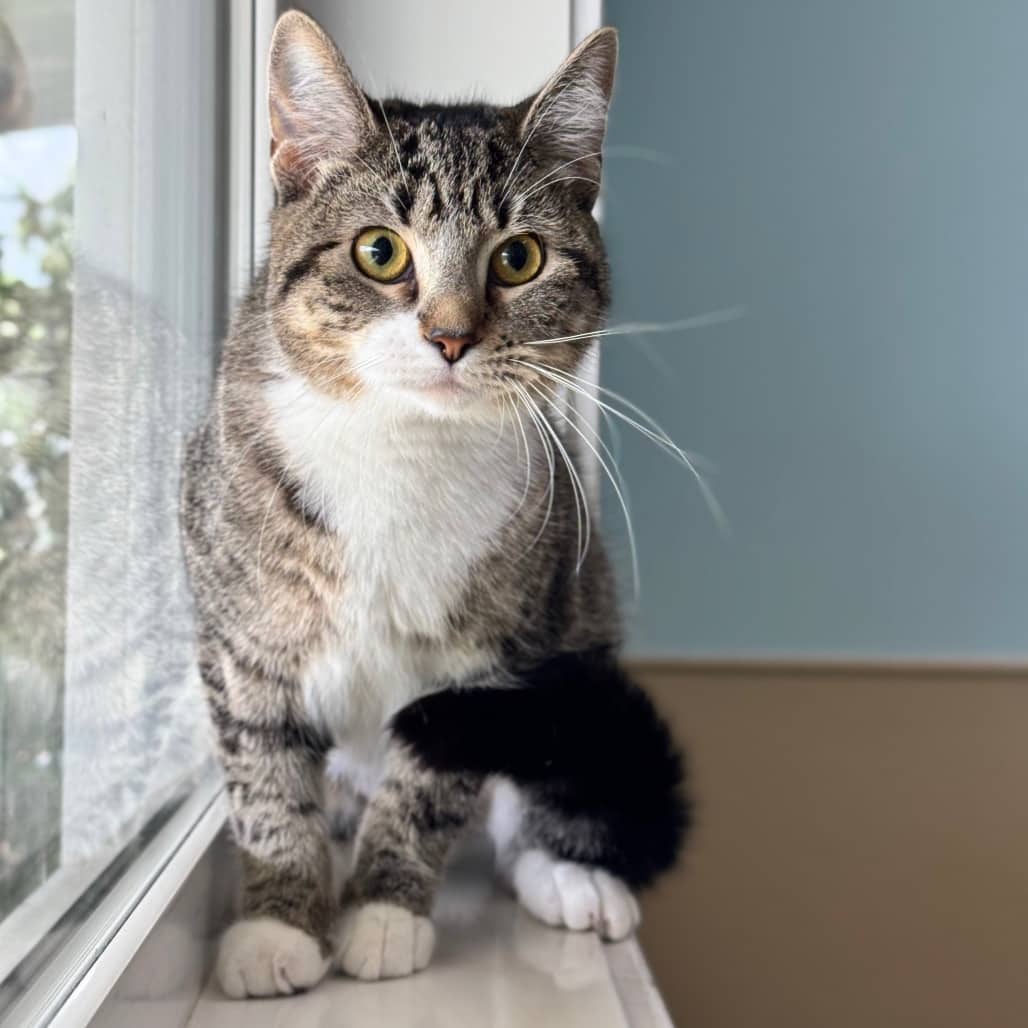 Salami - Domestic Shorthair available for adoption