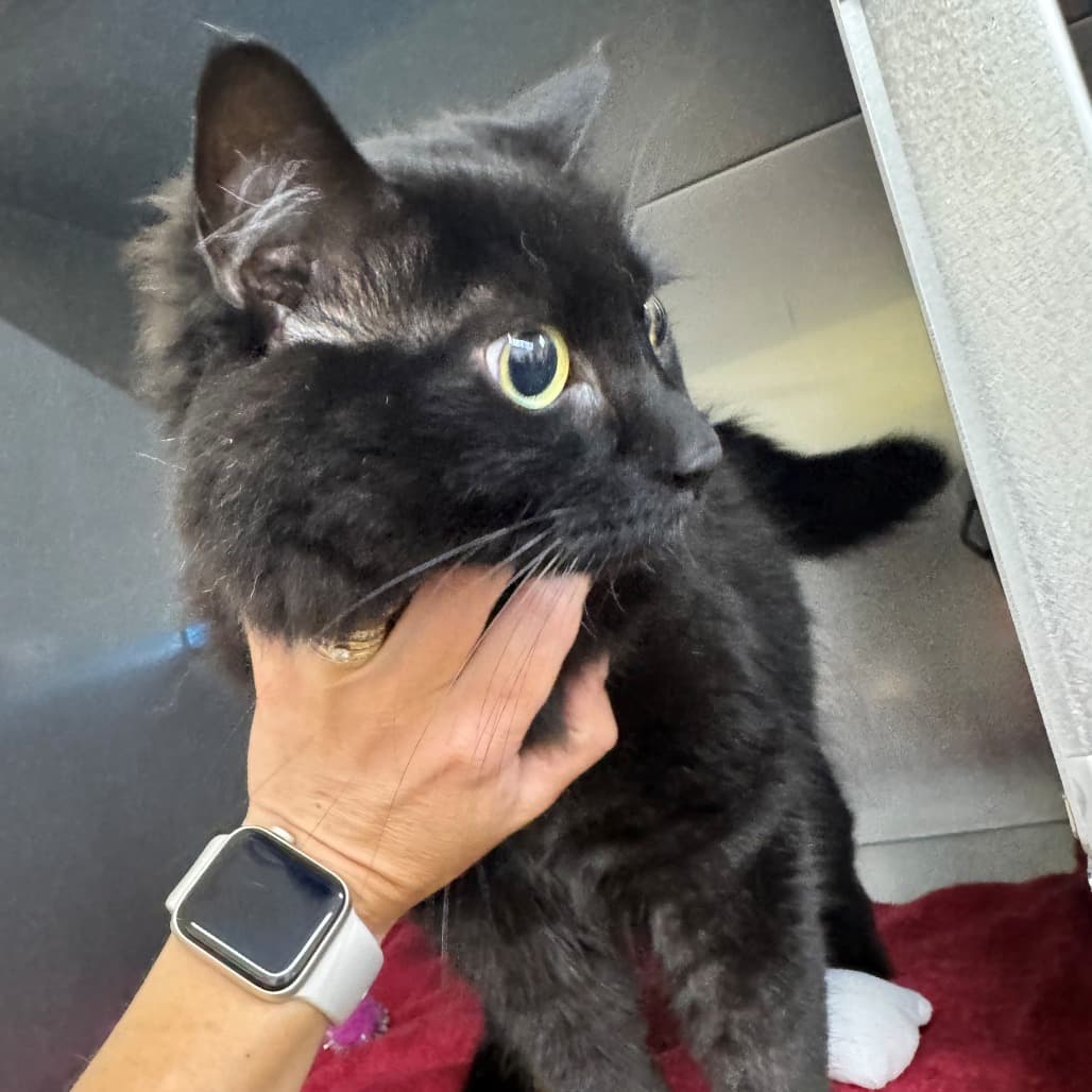 Link - Domestic Longhair cat available for adoption at Moose Jaw Humane Society in Moose Jaw