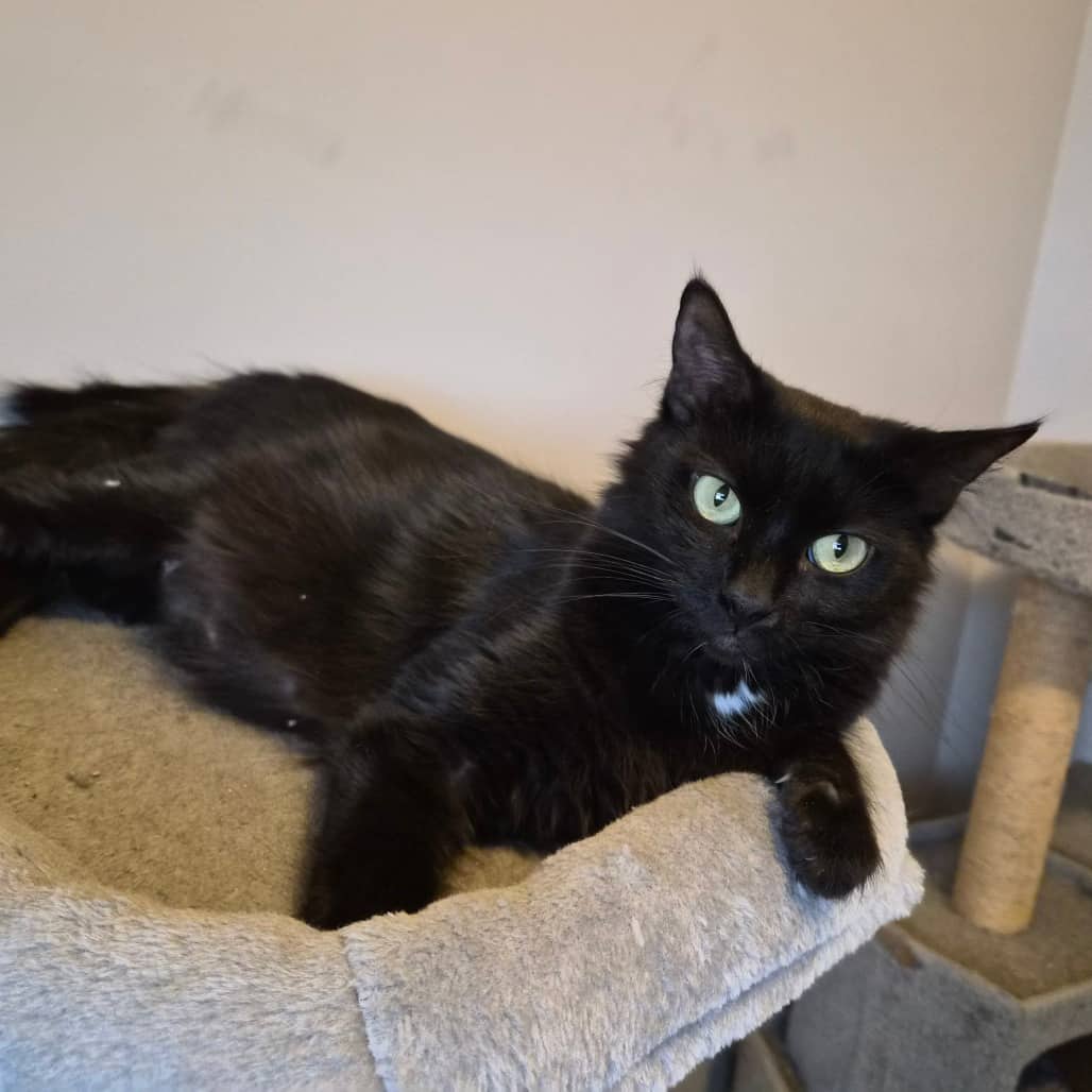 Raksha - Domestic Medium Hair cat available for adoption at SCARS in Edmonton (1 of 6)