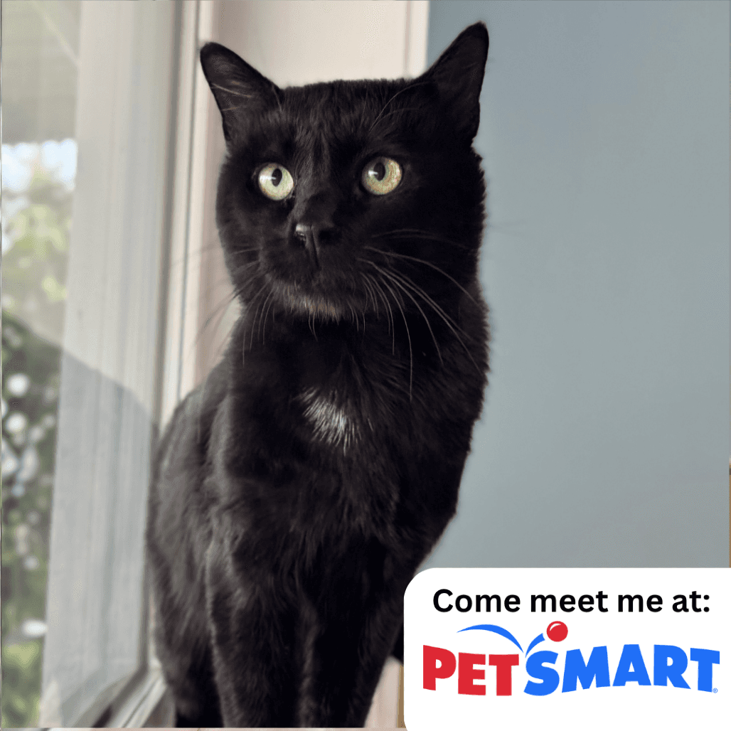 Binx - Domestic Shorthair cat available for adoption at Prince Albert SPCA in Prince Albert