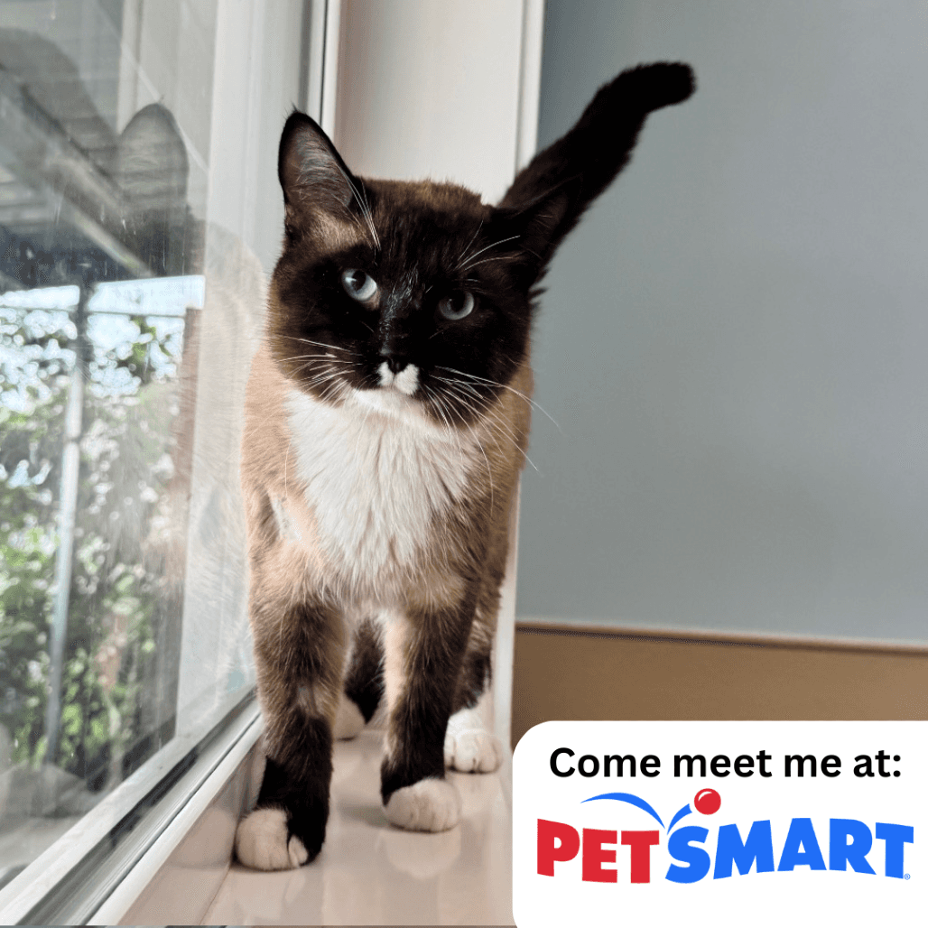 Cade - Domestic Shorthair available for adoption