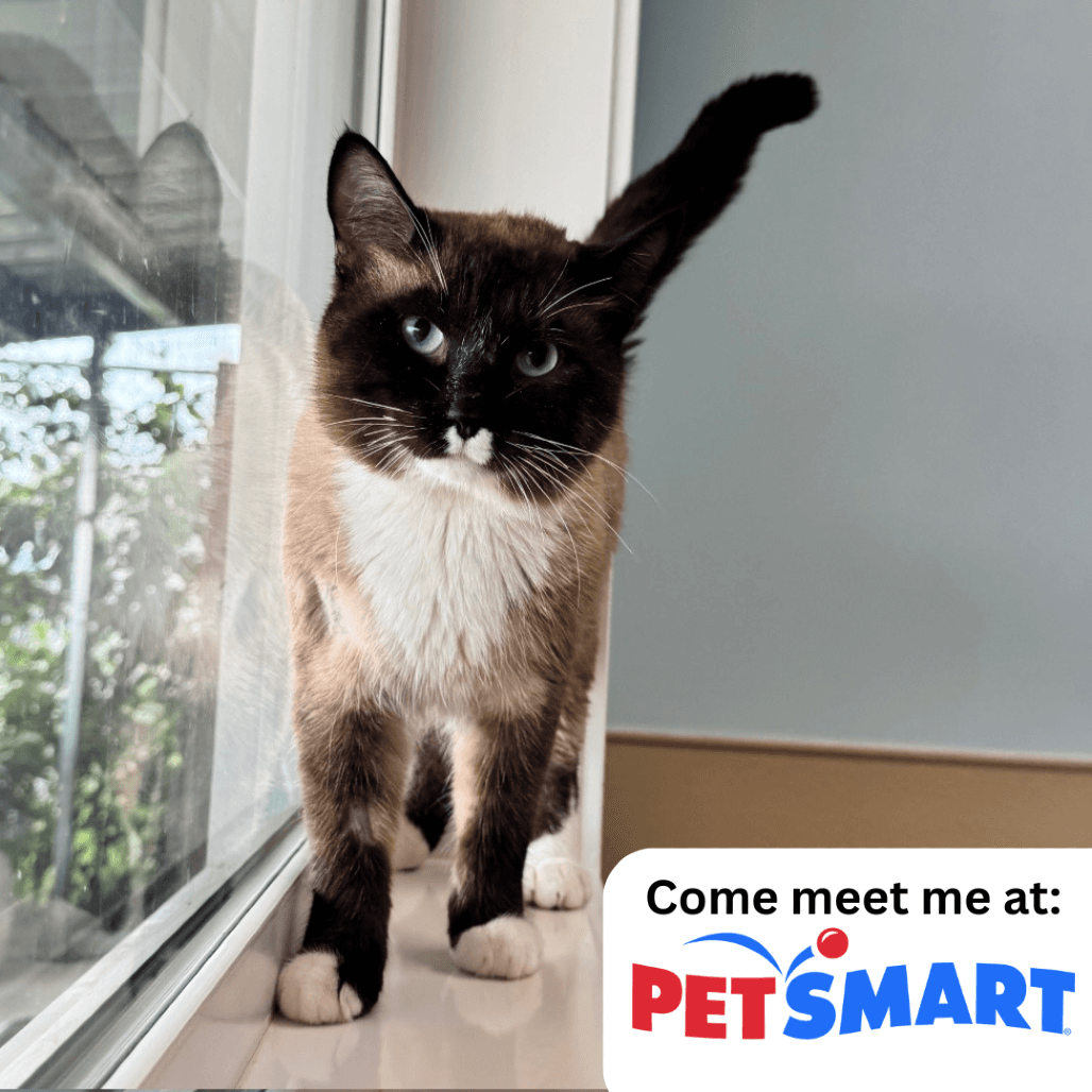 Cade - Domestic Shorthair available for adoption