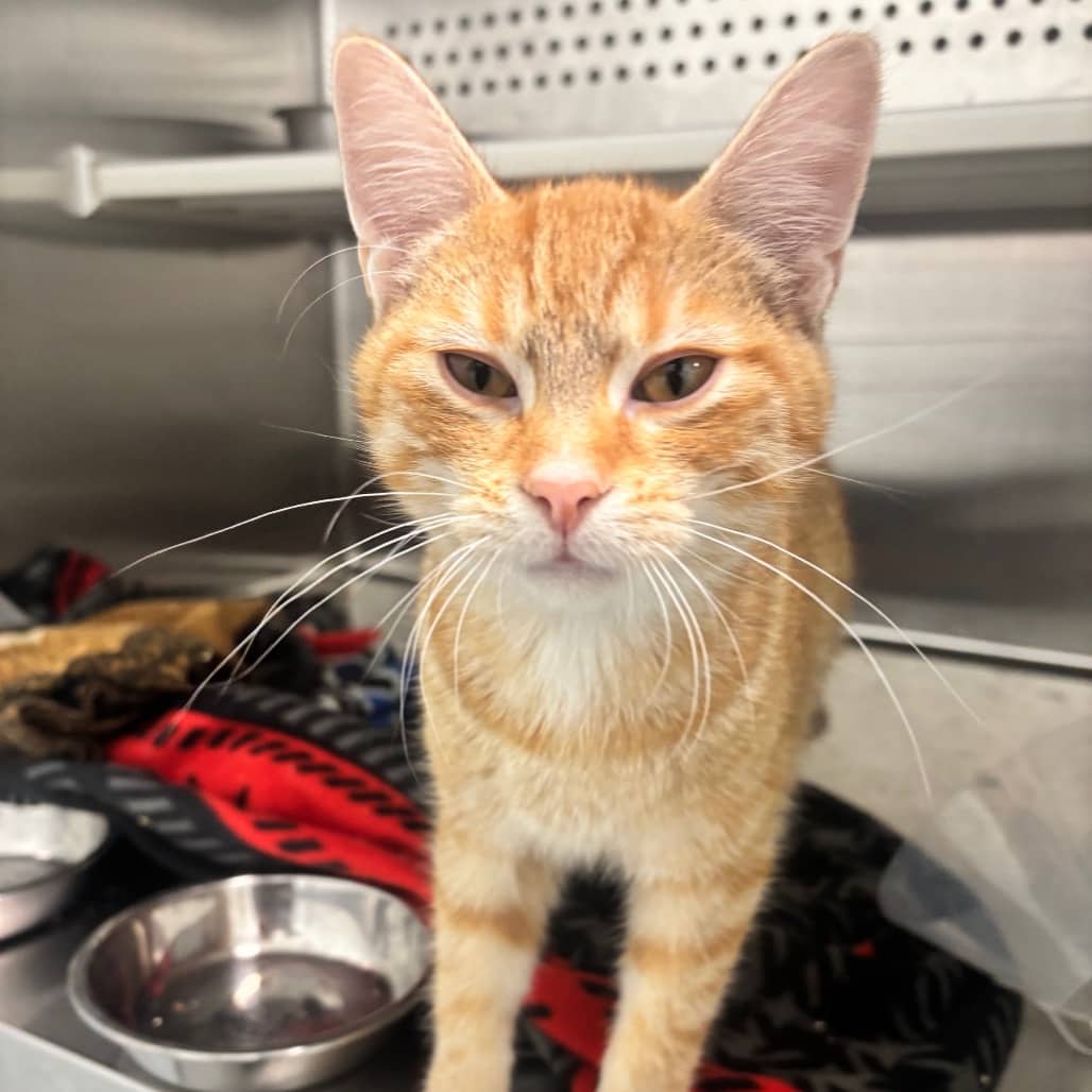 Coppertone - Domestic Shorthair available for adoption