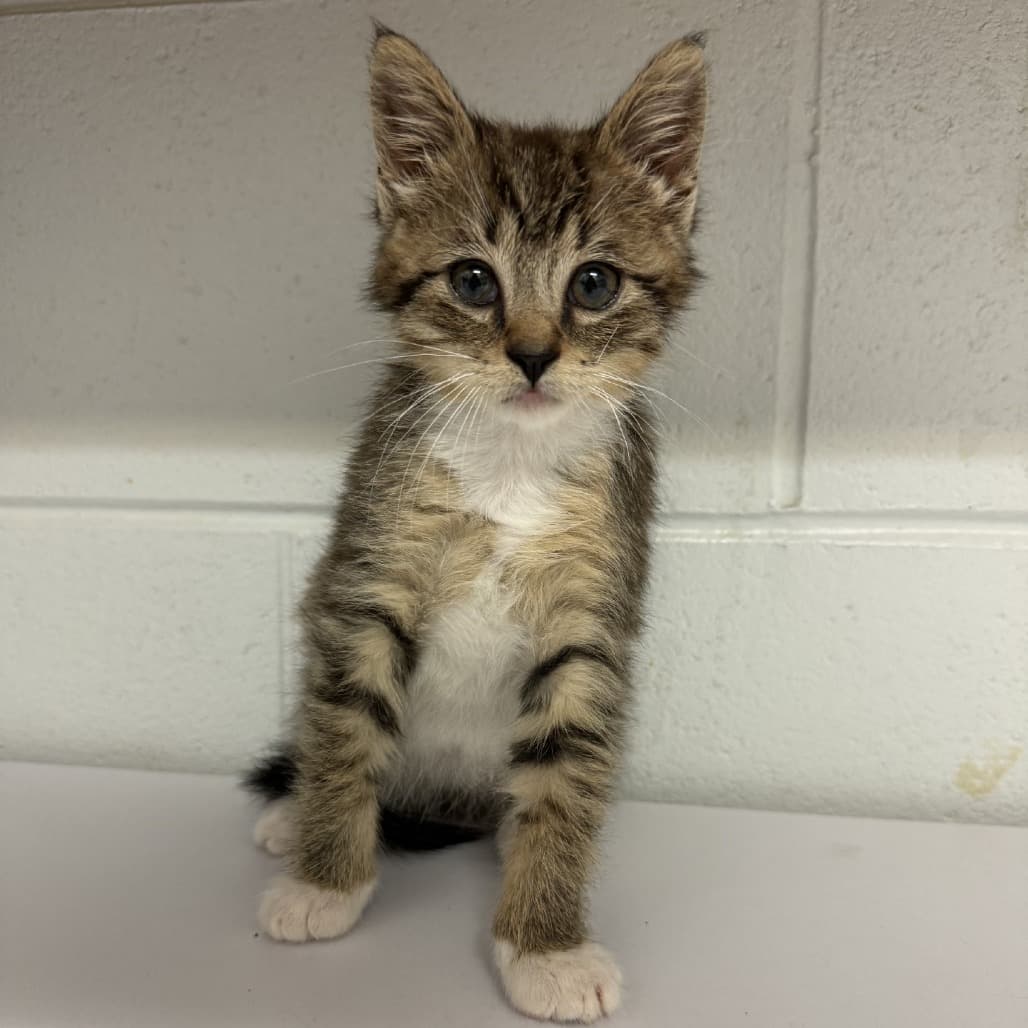 Marvin - Domestic Shorthair cat available for adoption at SPCA Swift Current in Swift Current