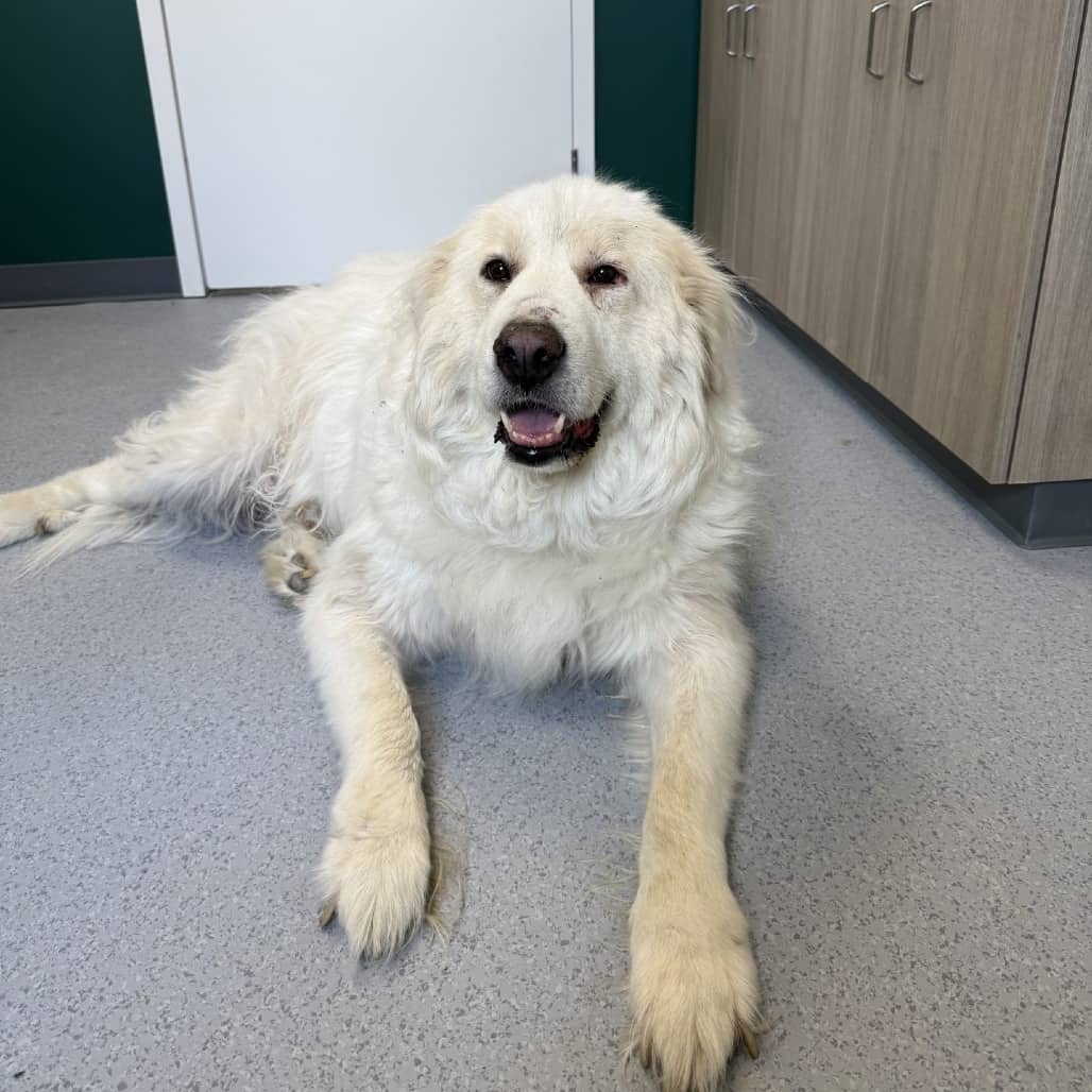 Cliff - Pyrenees, Great available for adoption in Calgary