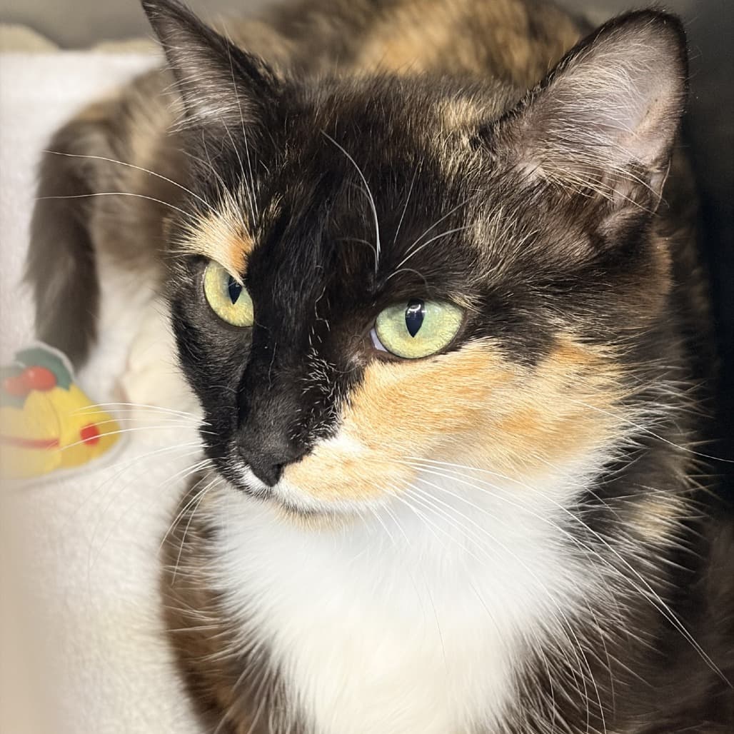 Chilli - Domestic Shorthair / Domestic Shorthair available for adoption