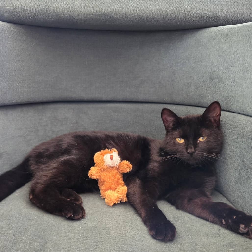 Miss Licorice - Domestic Shorthair available for adoption