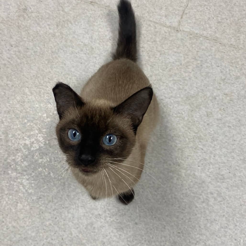 Abigail - Siamese cat available for adoption at Border Paws Animal Shelter in Lloydminster