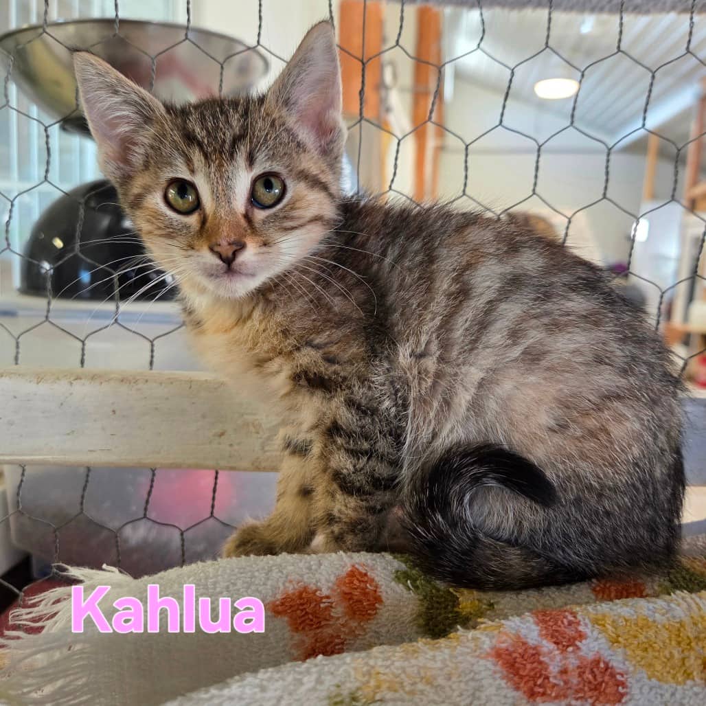 Kahlua-Green - Domestic Shorthair available for adoption