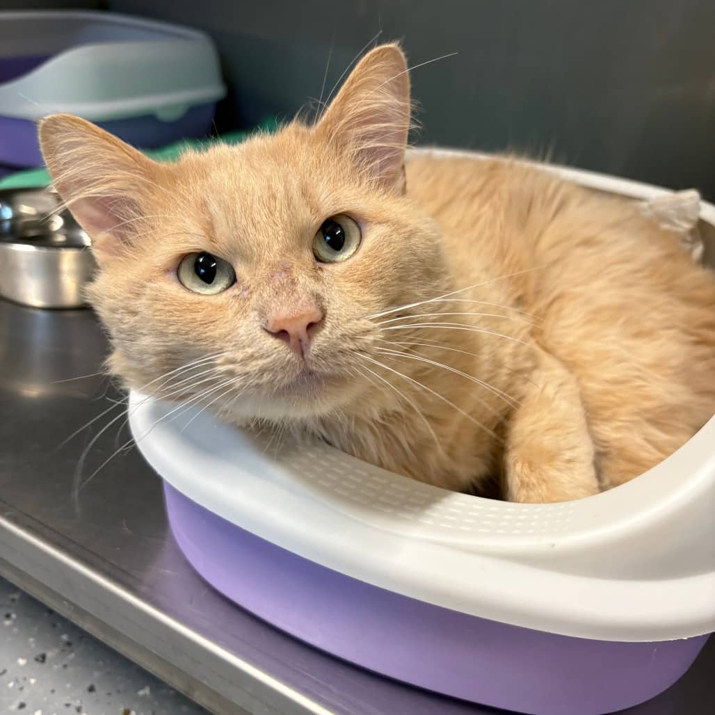 Hobbs - Domestic Medium Hair / Manx cat available for adoption at North East SPCA in Melfort