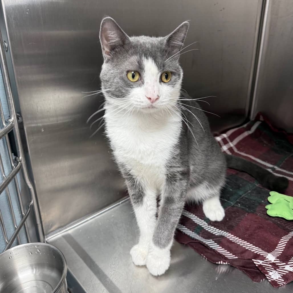 Ocean - Domestic Shorthair available for adoption