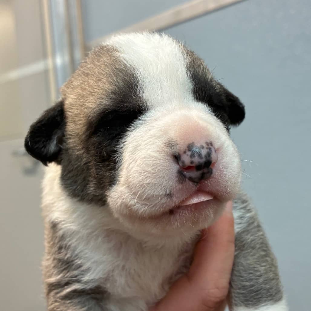 Guernsey - Shepherd available for adoption in Calgary