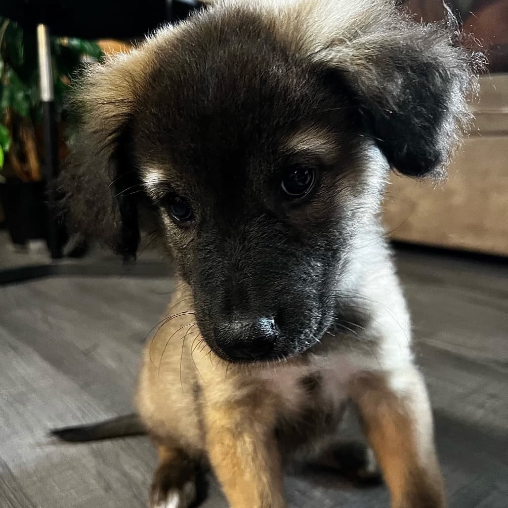 Manon - MIXED BREED available for adoption