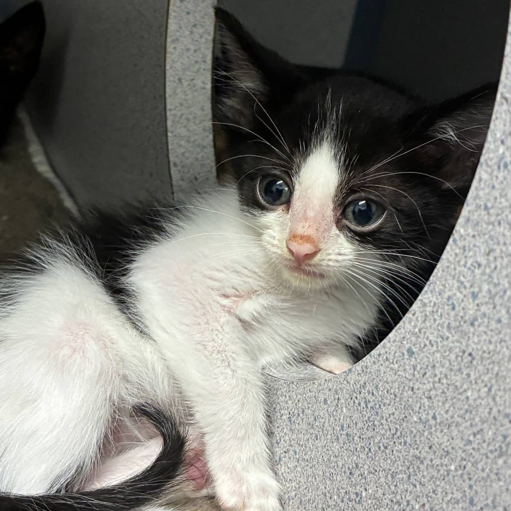 Doodle - Domestic Shorthair available for adoption