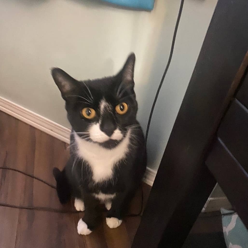 Melody - Domestic Shorthair available for adoption