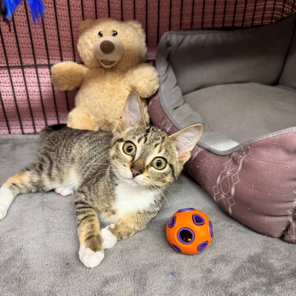 Peg - Domestic Shorthair cat available for adoption in Saskatchewan