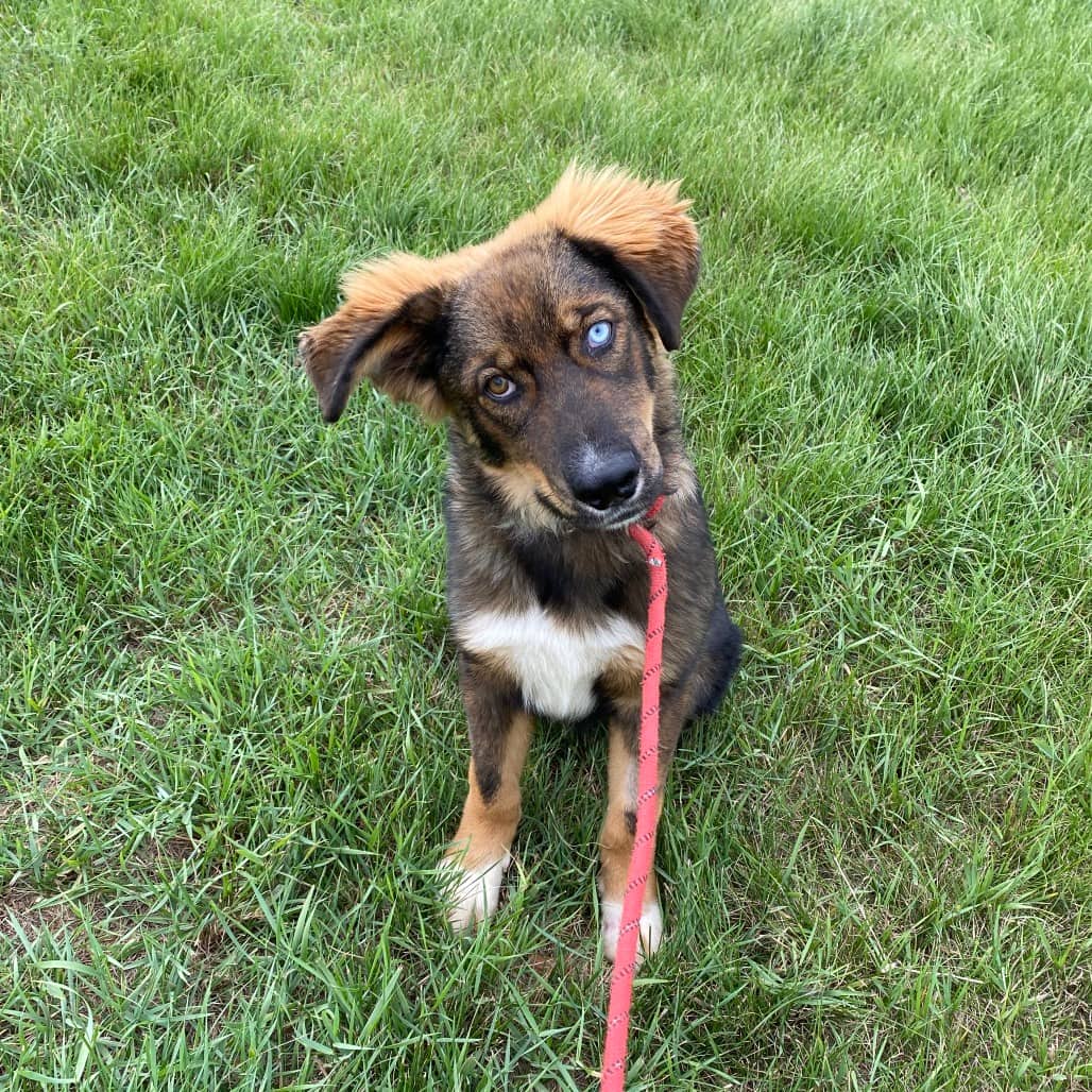 PJ - Shepherd / Husky, Siberian available for adoption in Saskatchewan