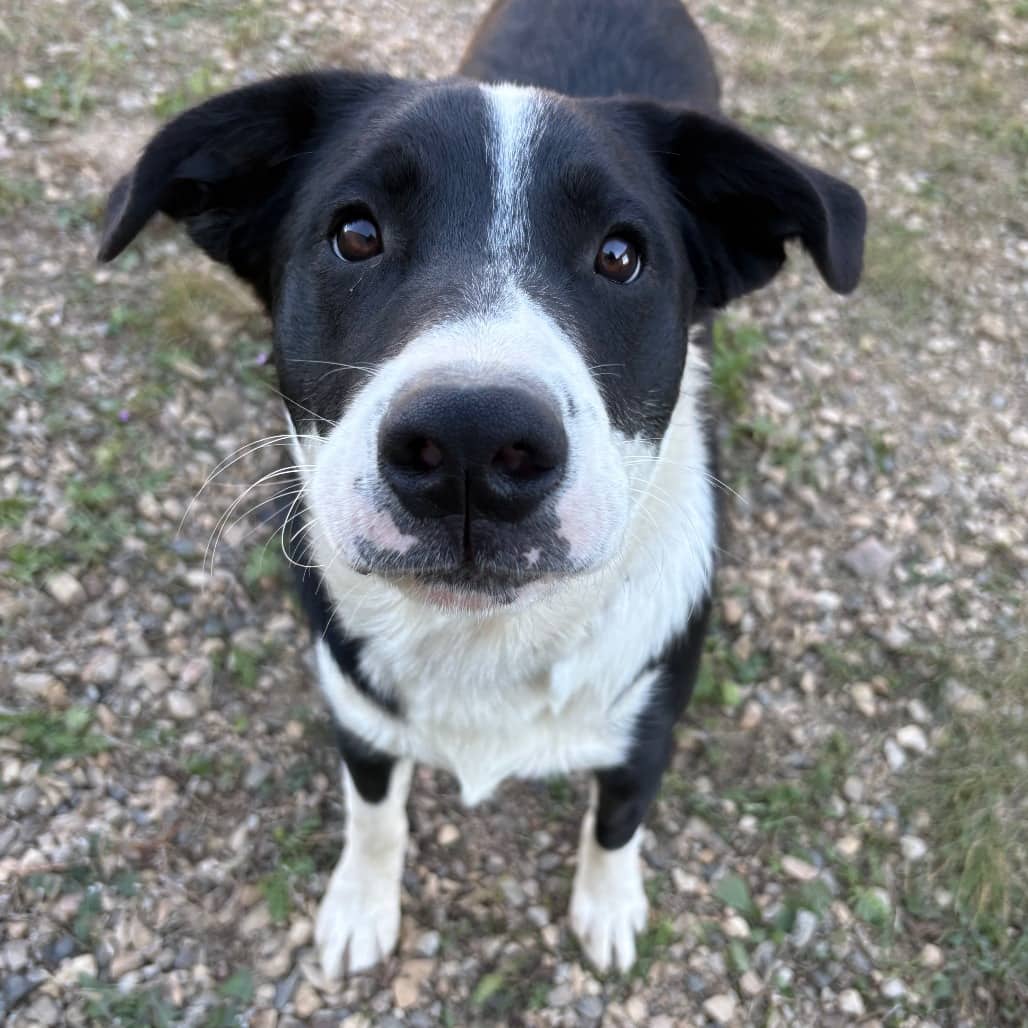Marmaduke - Collie, Border / Mix available for adoption in Calgary