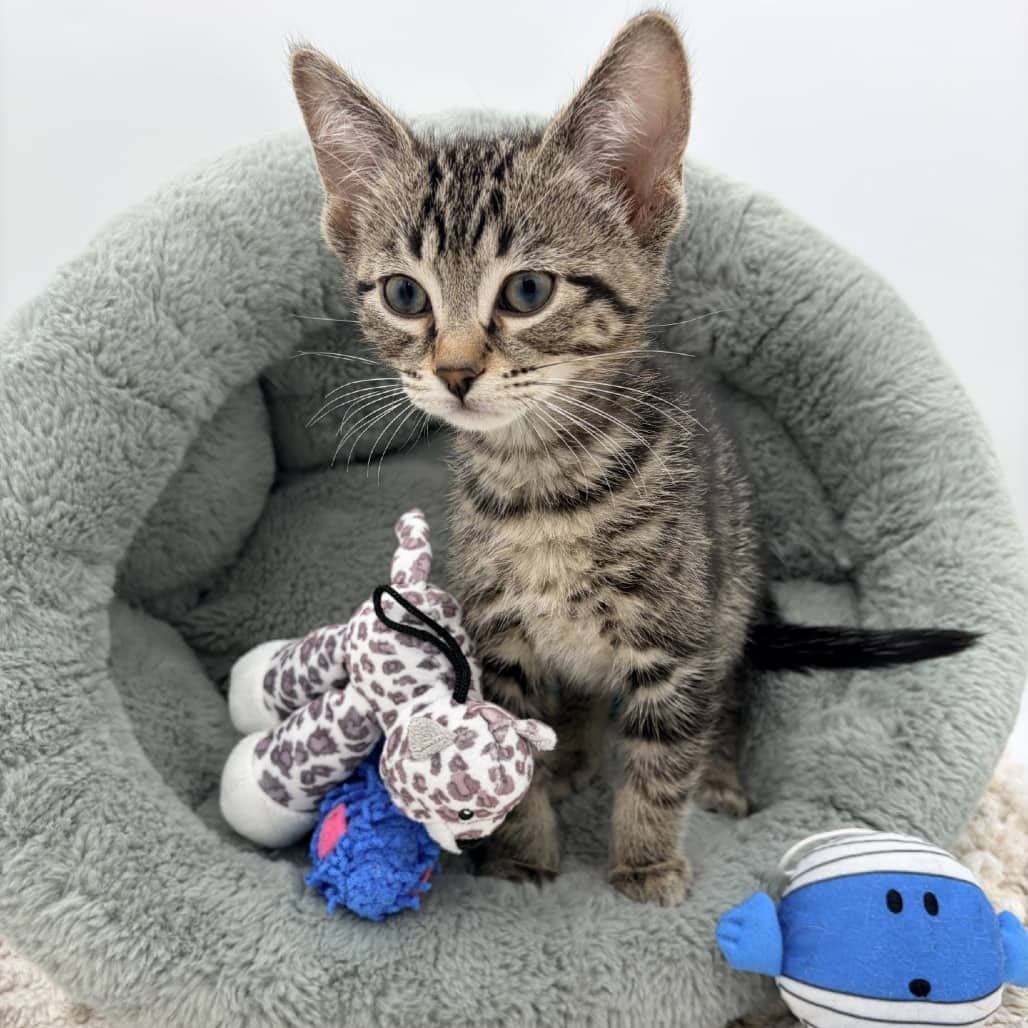 Murphy - Domestic Shorthair cat available for adoption at Moose Jaw Humane Society in Moose Jaw