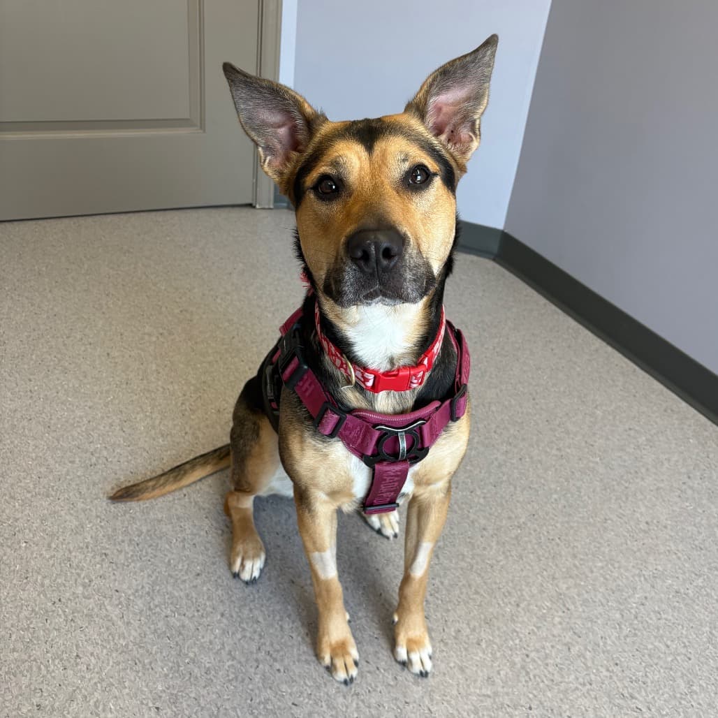 Teela - Shepherd, German / Mix available for adoption in Calgary