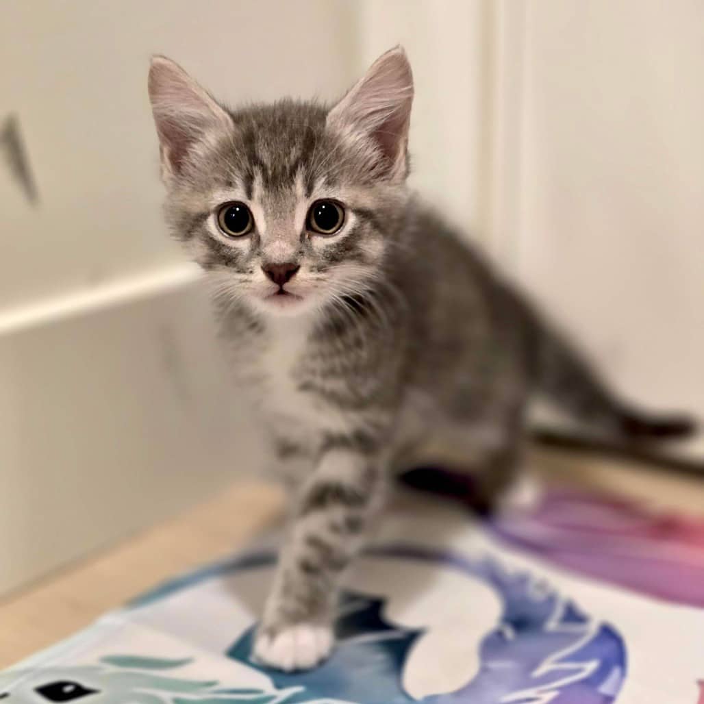 Stella - Domestic Shorthair cat available for adoption at Vancouver Orphan Kitten Rescue Association in Vancouver