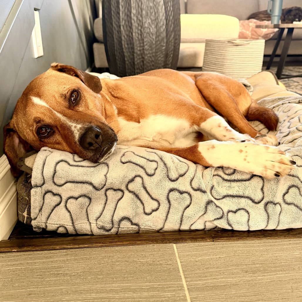 Bluey - MIXED BREED available for adoption