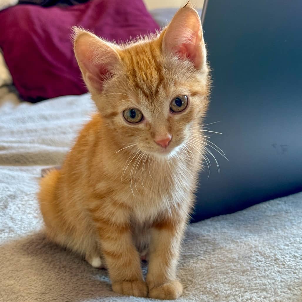 Clive - Domestic Shorthair available for adoption