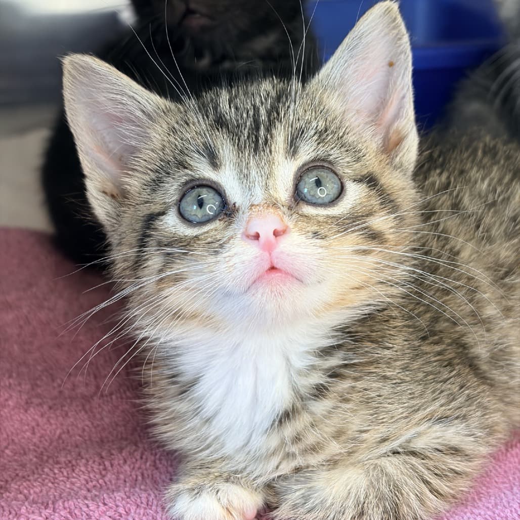 Havoc - Domestic Shorthair cat available for adoption at Moose Jaw Humane Society in Moose Jaw