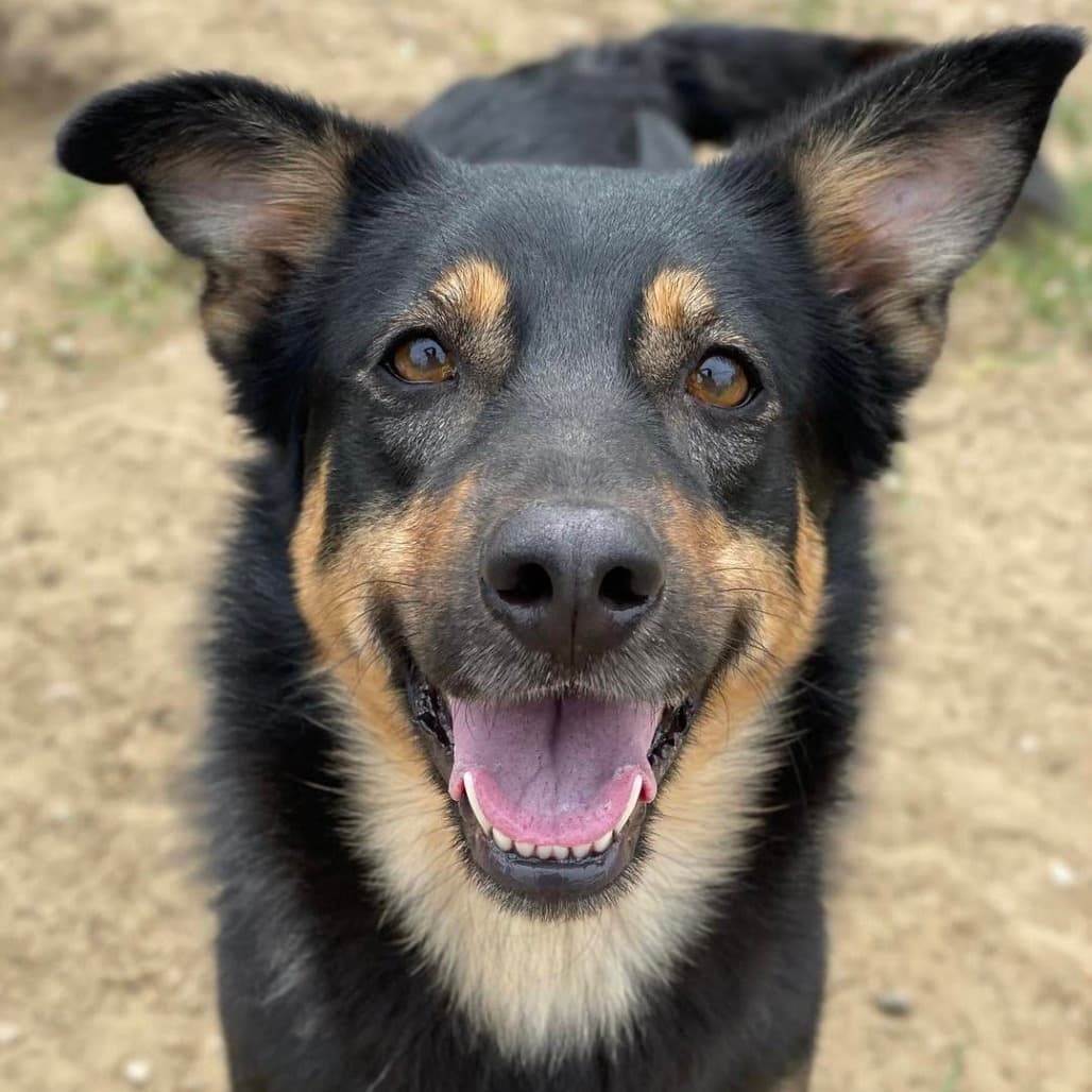 Katara - Mixed Breed (Medium) available for adoption at Prince Albert SPCA in Prince Albert